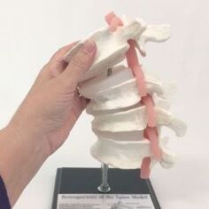 modelo sa lumbar spine